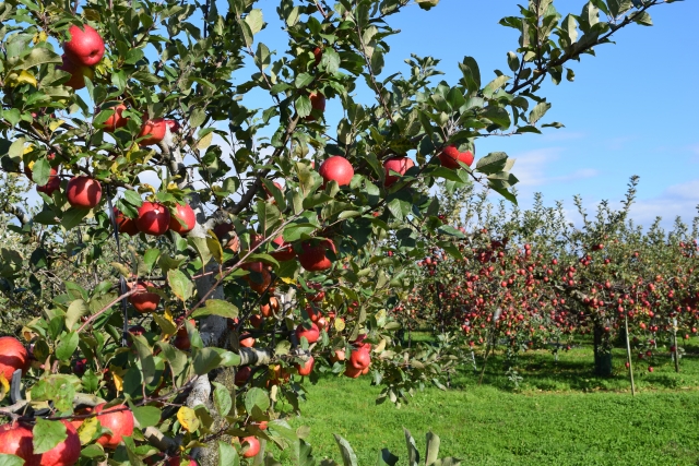 青森の短期バイト完全ガイド｜夏休み・1ヶ月・日払い対応求人の探し方と稼ぎ方を徹底解説